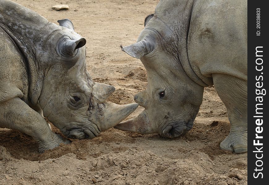 Very violent combat rhino gored