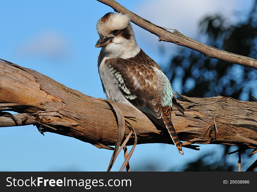 Kookaburra bird sitting in a gum tree