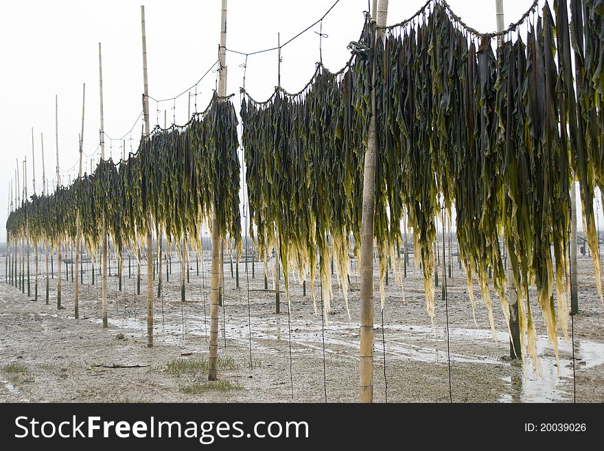 Natural edible kelp drying outdoor