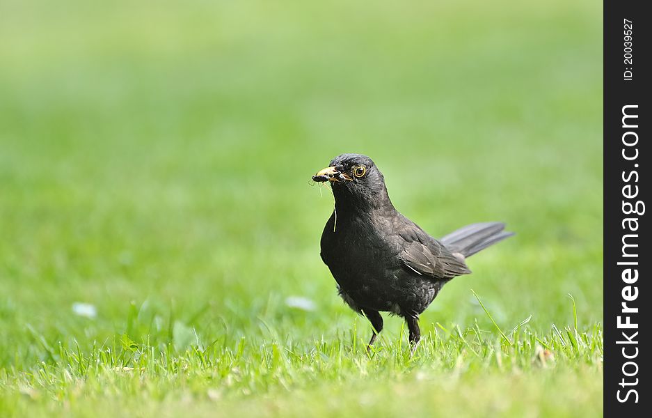A common blackbird with insects