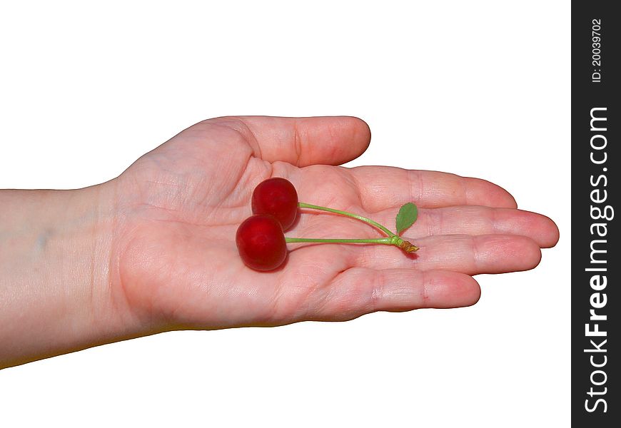 Cherries in the palm. White background. isolation. Cherries in the palm. White background. isolation