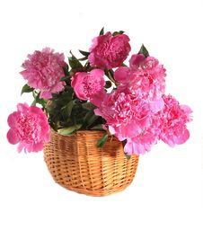 Peonies In A Basket The Isolated Royalty Free Stock Photography Peonies In A Basket The Isolated Royalty Free Stock Photography