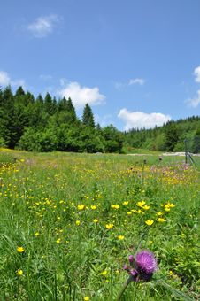 In Carpathian Mountains Stock Photos In Carpathian Mountains Stock Photos
