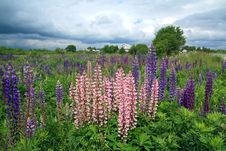 Lupines On Field Stock Photography Lupines On Field Stock Photography