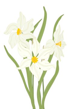 Narcissus. Royalty Free Stock Images Narcissus. Royalty Free Stock Images