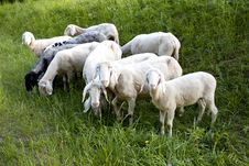 Sheep In A Field Stock Photos
