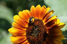 Bumblebee And Sunflower Stock Photo