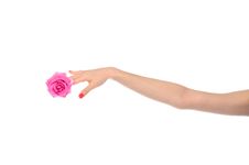 Female Hand With Pink Rose Stock Photos Female Hand With Pink Rose Stock Photos