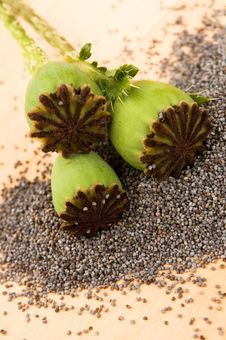 Poppy Seeds And Poppy Heads Stock Photo