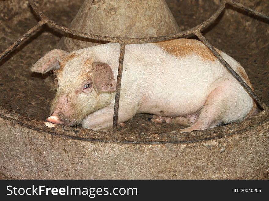 A young pig is laying in its food tray