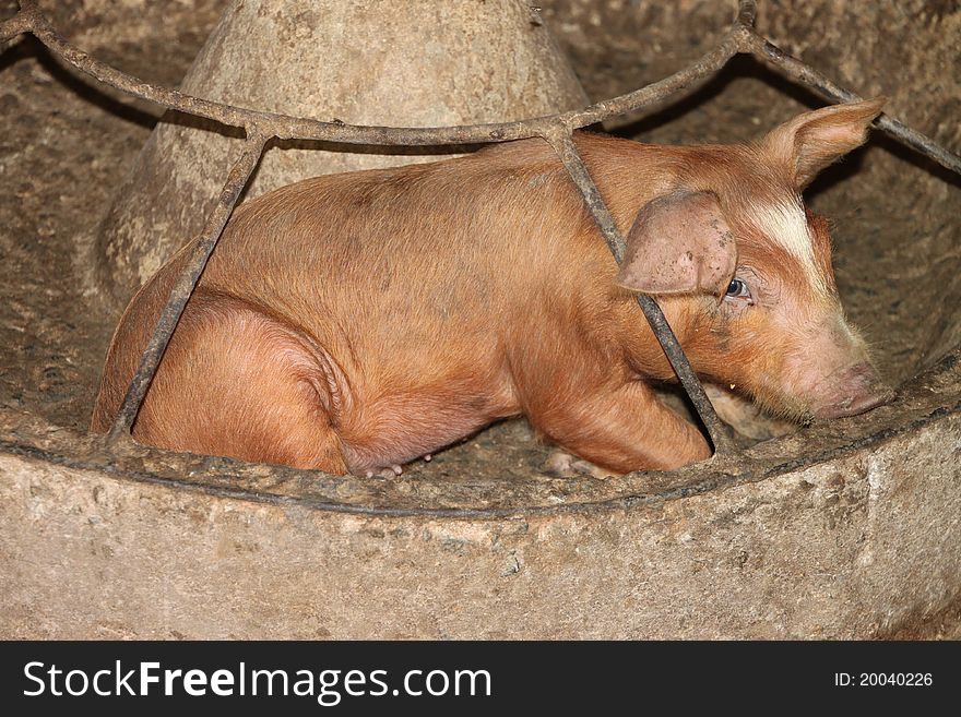 A young pig is laying in its food tray