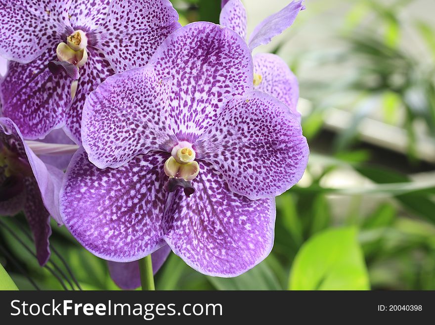 Purple orchids in the park