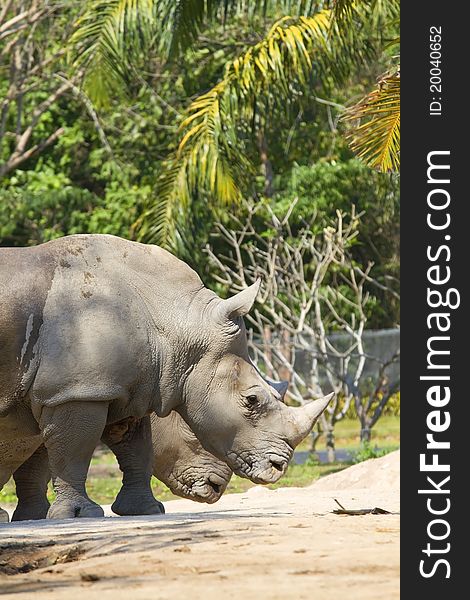 Rhinoceros, wild animals in zoos.