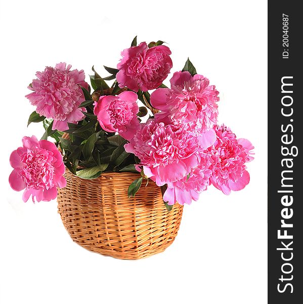 Peonies in a basket the isolated