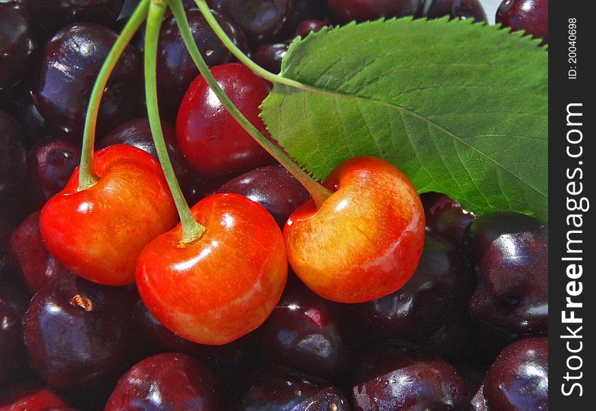 A lot of ripe cherries. Summer harvest. A lot of ripe cherries. Summer harvest