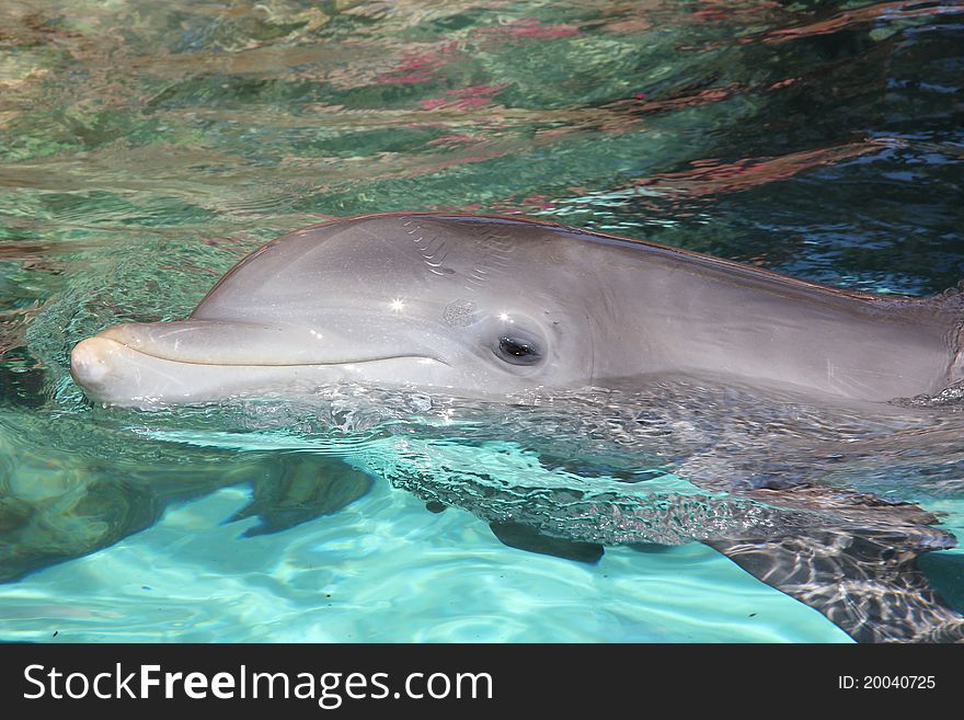 Dolphin swimmimg in the sea. Dolphin swimmimg in the sea