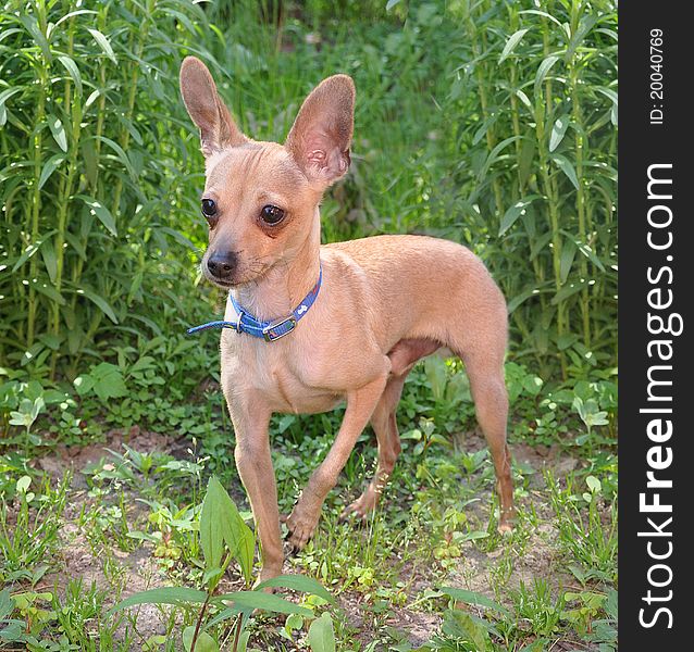 The toy terrier costs on the earth