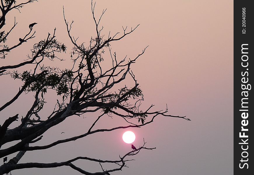 Crows watching sunset at Kerala