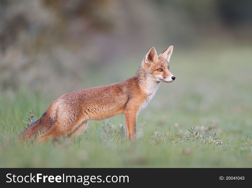 A red fox cub posing in the dunes