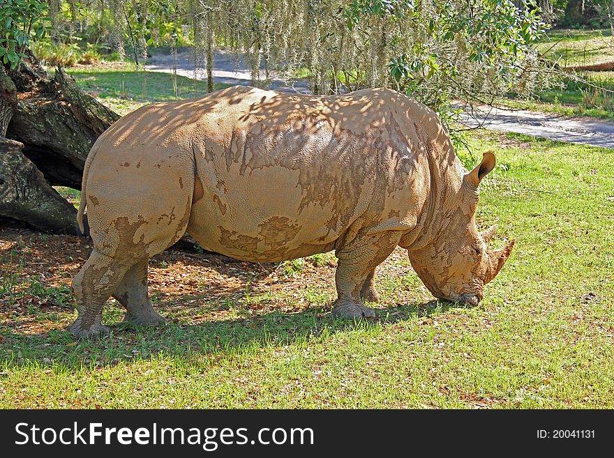 Rhino eating grass in the sun