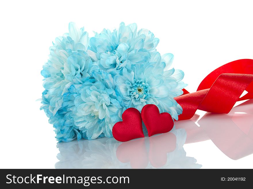 Blue chrysanthemums with two red hearts. Gift. Isolated on white background