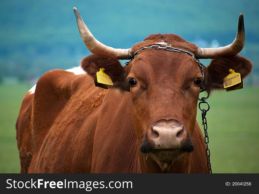 Brown cow on the pasture. Brown cow on the pasture