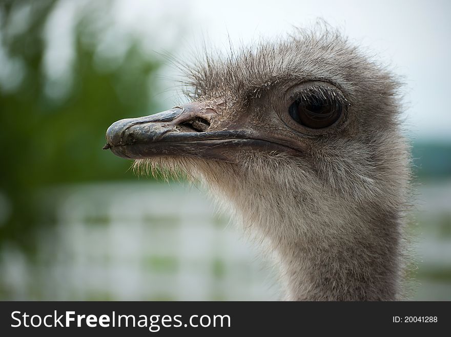 Female ostrich portrait on a farm