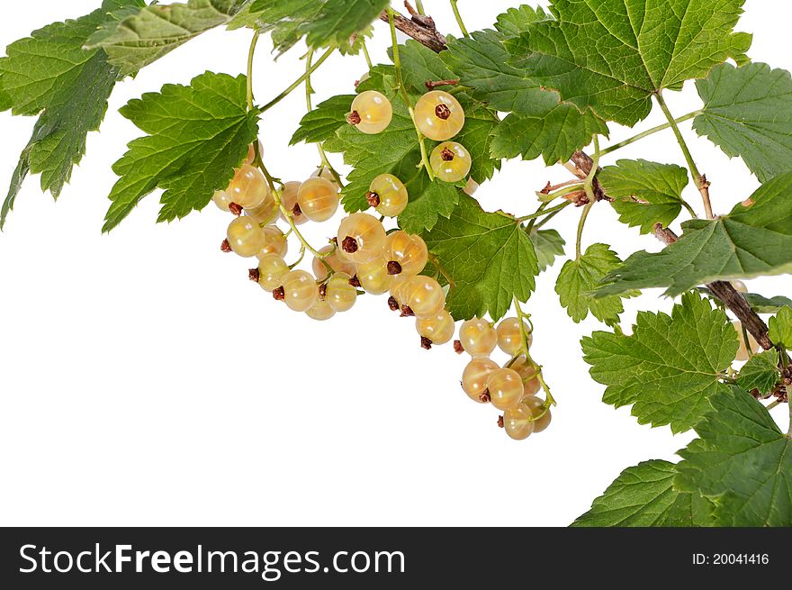 White currant berries hang on the branch / Isolated image