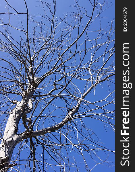 An old snag tree and blue sky
