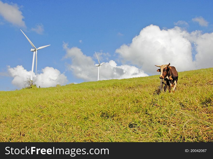 Cow on green grassy hill with windmills in background, blue sky and clouds. Cow on green grassy hill with windmills in background, blue sky and clouds