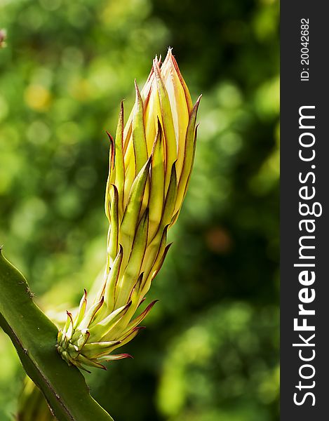 The bud of a Dragon Fruit Tree. The bud of a Dragon Fruit Tree