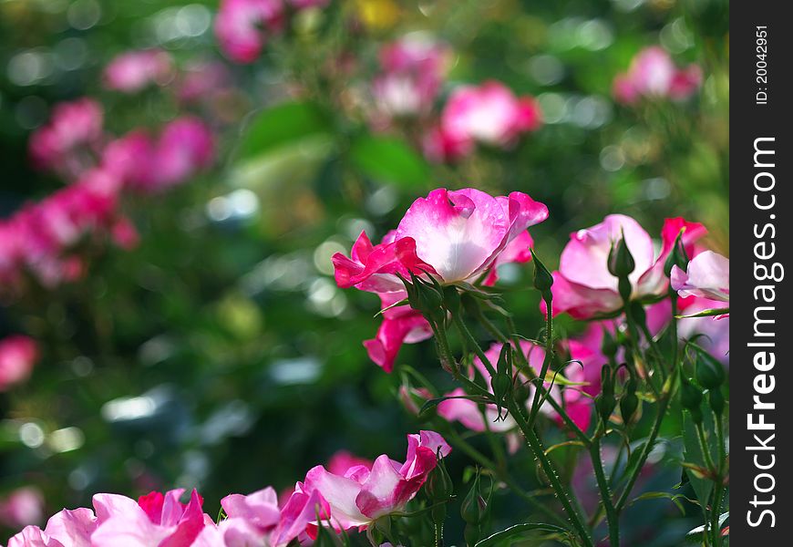 Pink rose flowers blooming under the afternoon sun.