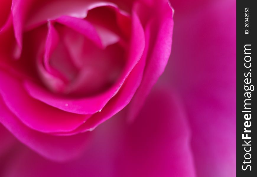 Macro shot of a pink rose