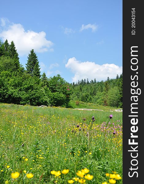 Summer in Carpathian mountains, Ukraine