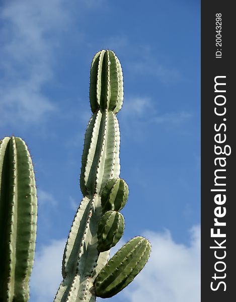 Cactuses closeup in natural conditions, on clear sky background