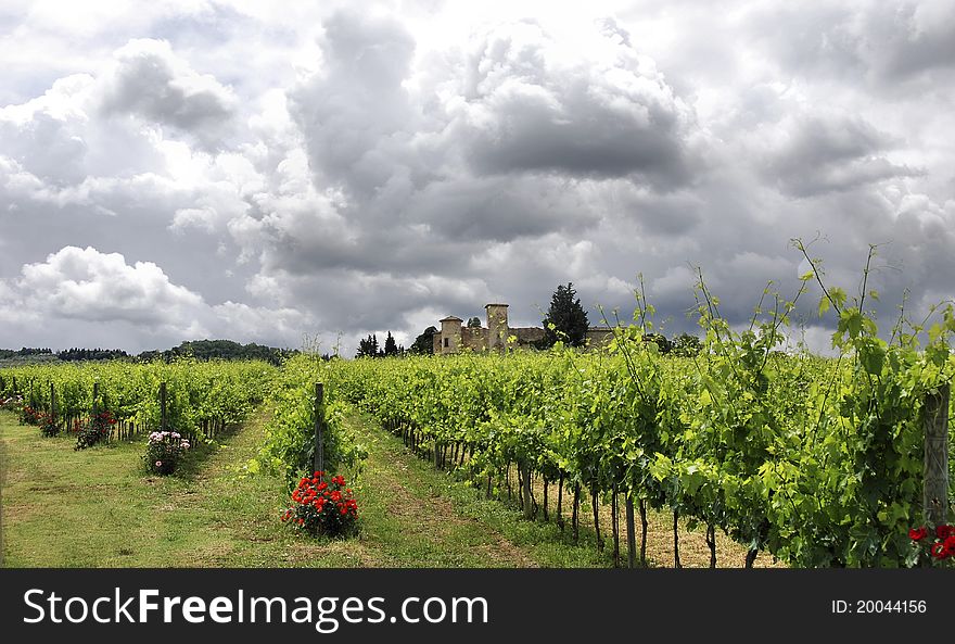 Vineyard and wine house in Tuscany