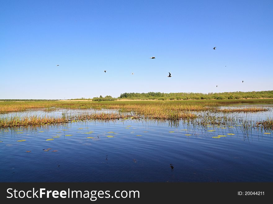 Sea gulls on big lake