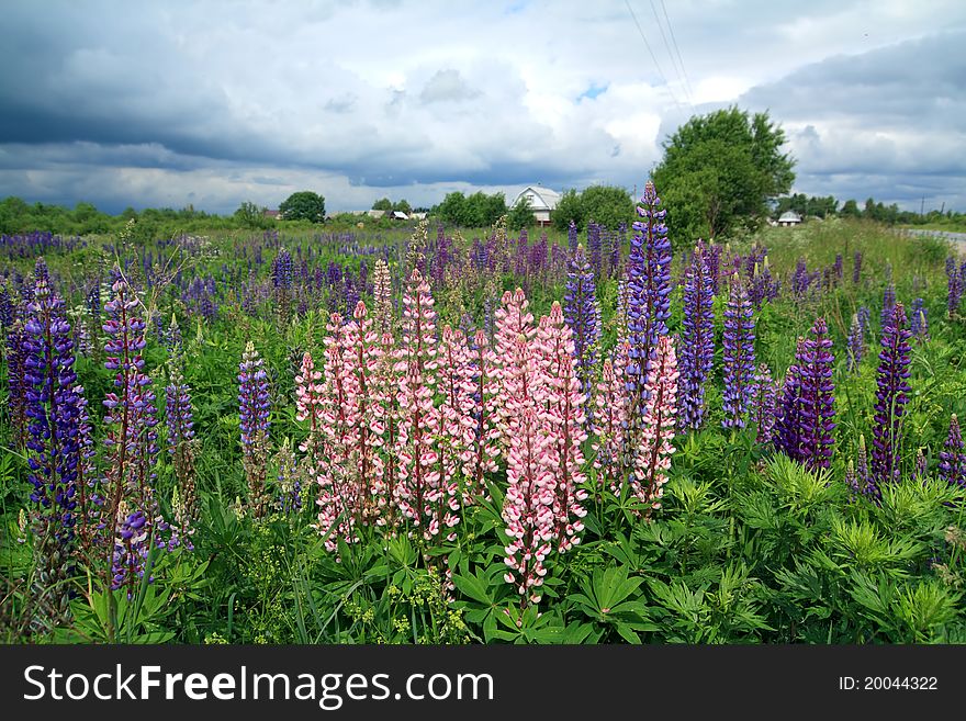 Lupines on field under cloudy sky