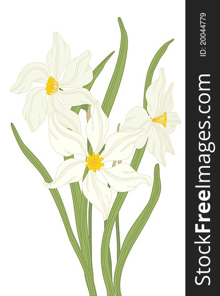 Vector hand drawn fantasy Narcissus and leaves. Vector hand drawn fantasy Narcissus and leaves.