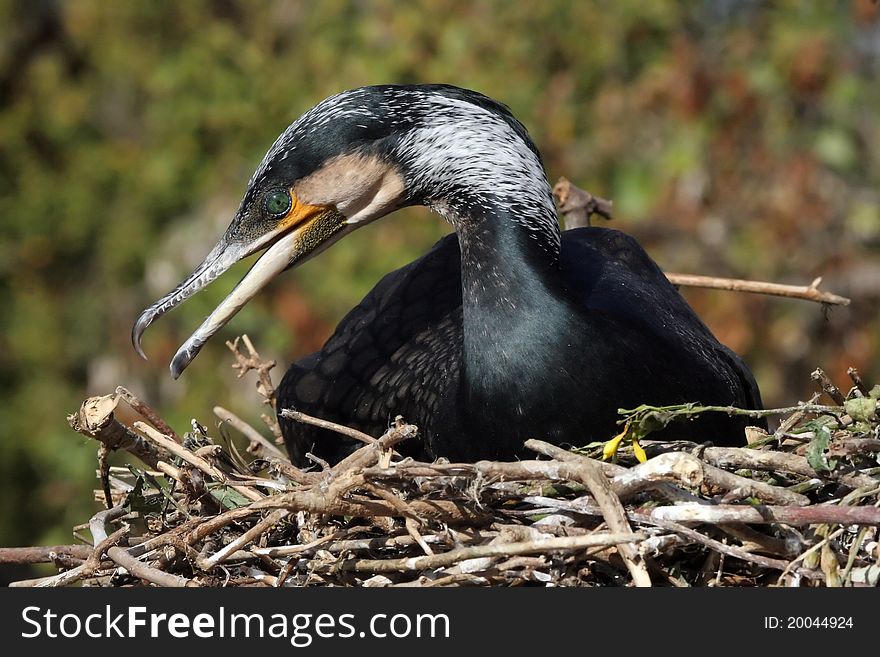 Cormorant Nesting