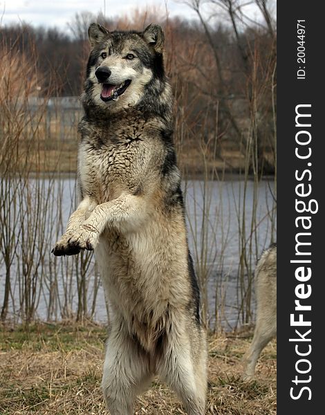 A gray wolf jumping in the air. A gray wolf jumping in the air