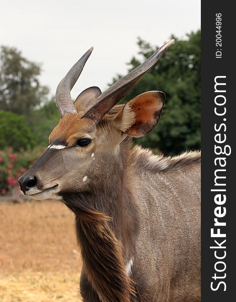 A male nyala antelope portrait