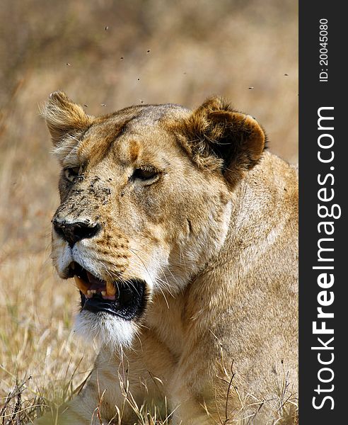 Ngorongoro Lion, With Flies