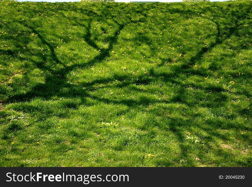 Beautiful grass lawn with shadows of a tree on it. Beautiful grass lawn with shadows of a tree on it