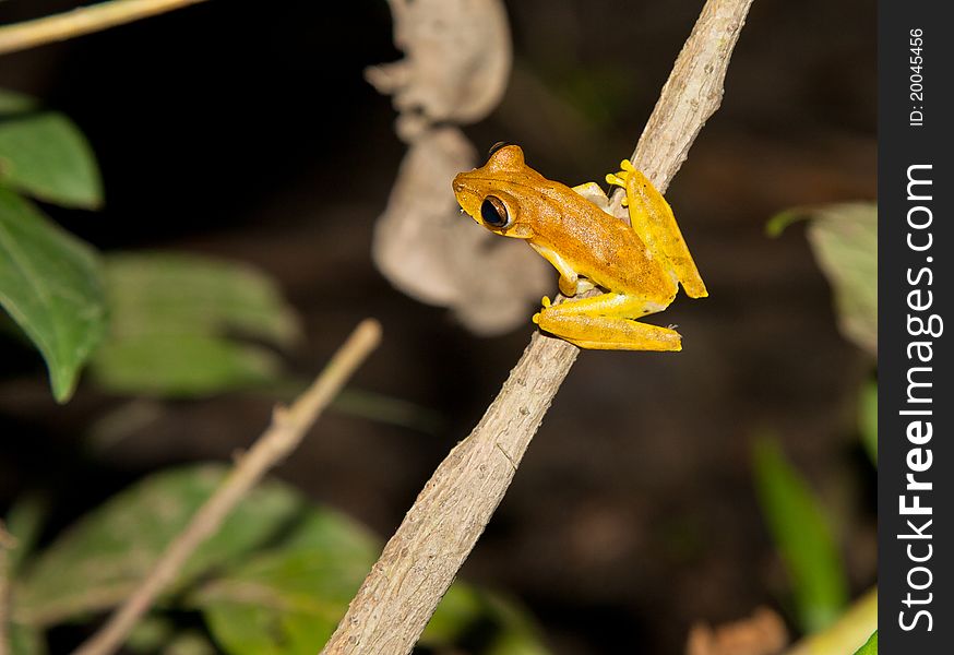 An orange hyla frog about to jump