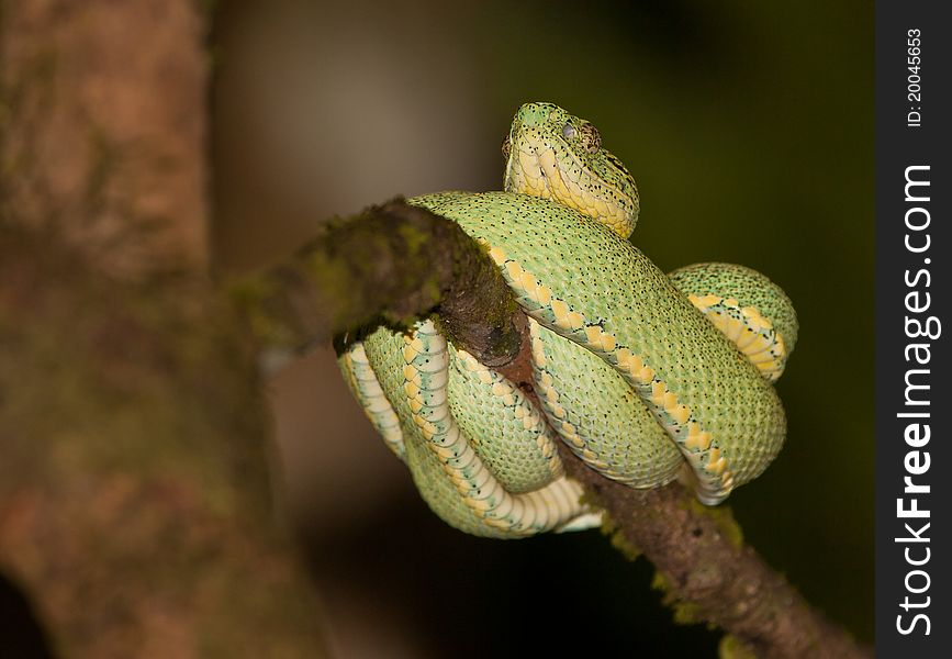 A resting Pit Viper