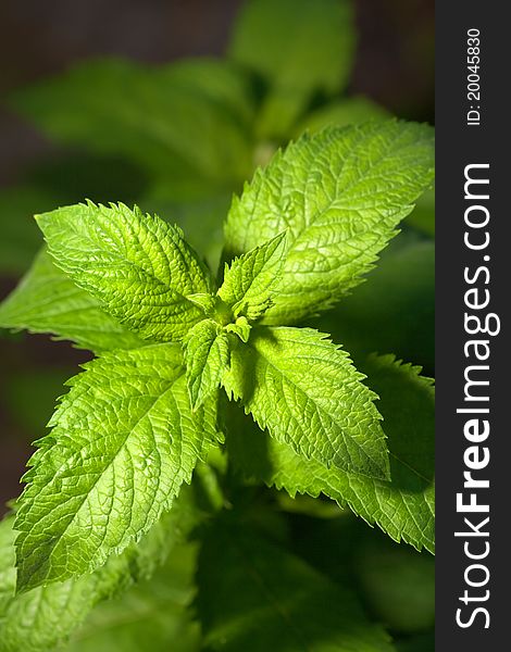 Macro photo of a fresh mint herb. Macro photo of a fresh mint herb