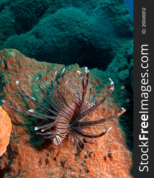 Lionfish (Pterois miles), Small reef divesite, Moyo island, N of Sumbawa, Indonesia. Lionfish (Pterois miles), Small reef divesite, Moyo island, N of Sumbawa, Indonesia