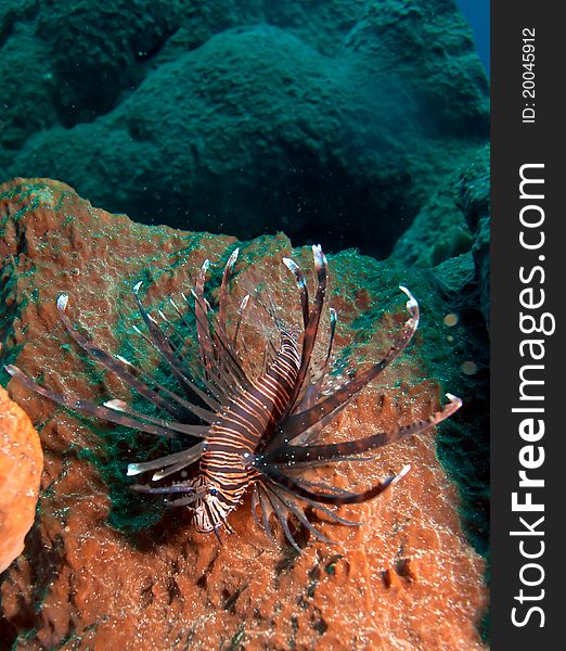 Close-up Of Rare Type Pf Lionfish (Pterois Miles)