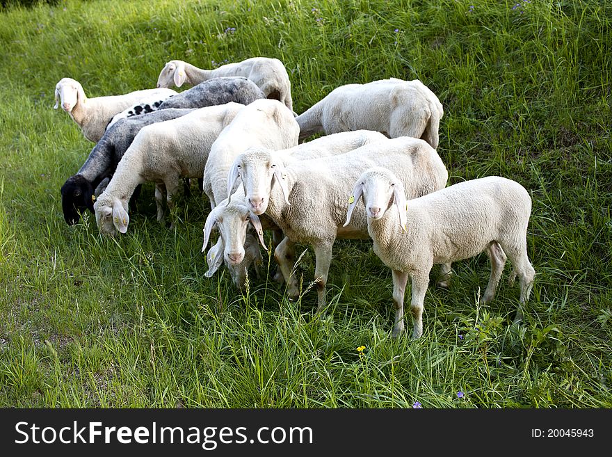 Sheep standing in a field. Sheep standing in a field